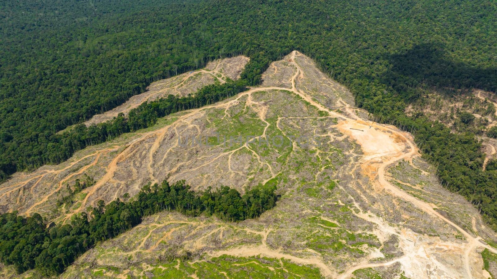 Top view of rainforest cutting down to make way for oil palm plantations. Deforestation. Jungle forest environmental destruction. Borneo, Malaysia.