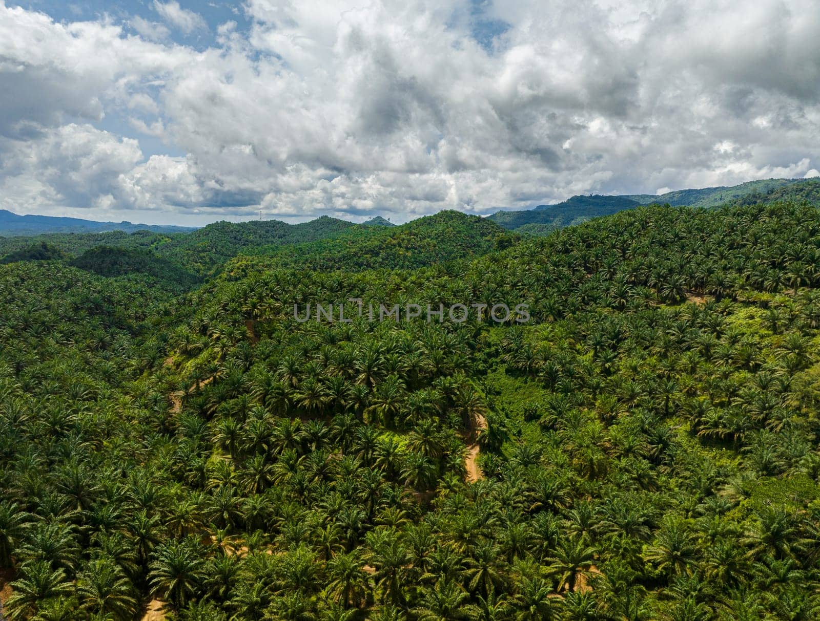 Oil palm plantations in Malaysia. Palm oil estate in Borneo.