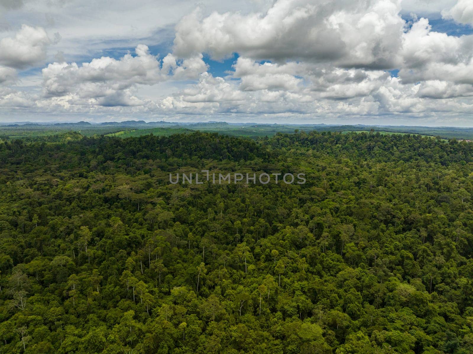 Jungle and tropical forest of Borneo. Malaysia.