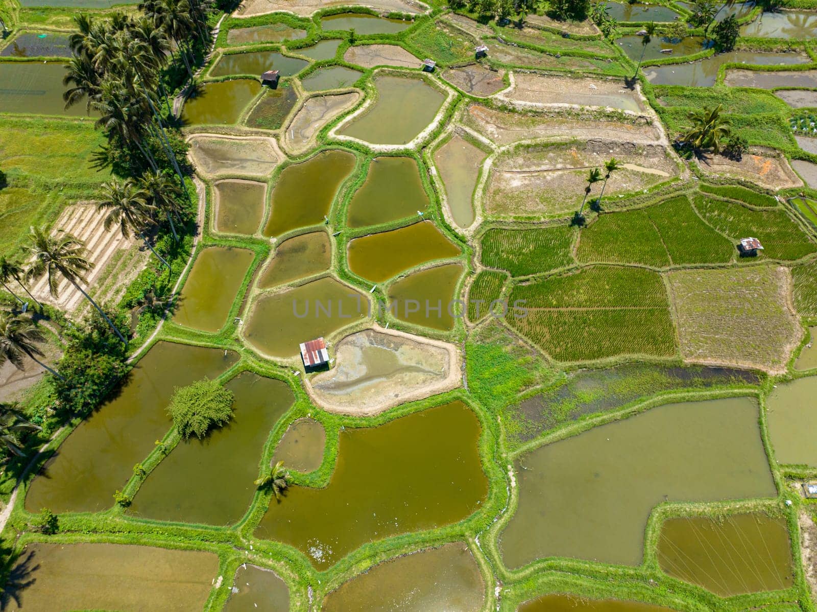 Top view of rice terraces and farmland in the tropics. Sumatra. Indonesia.