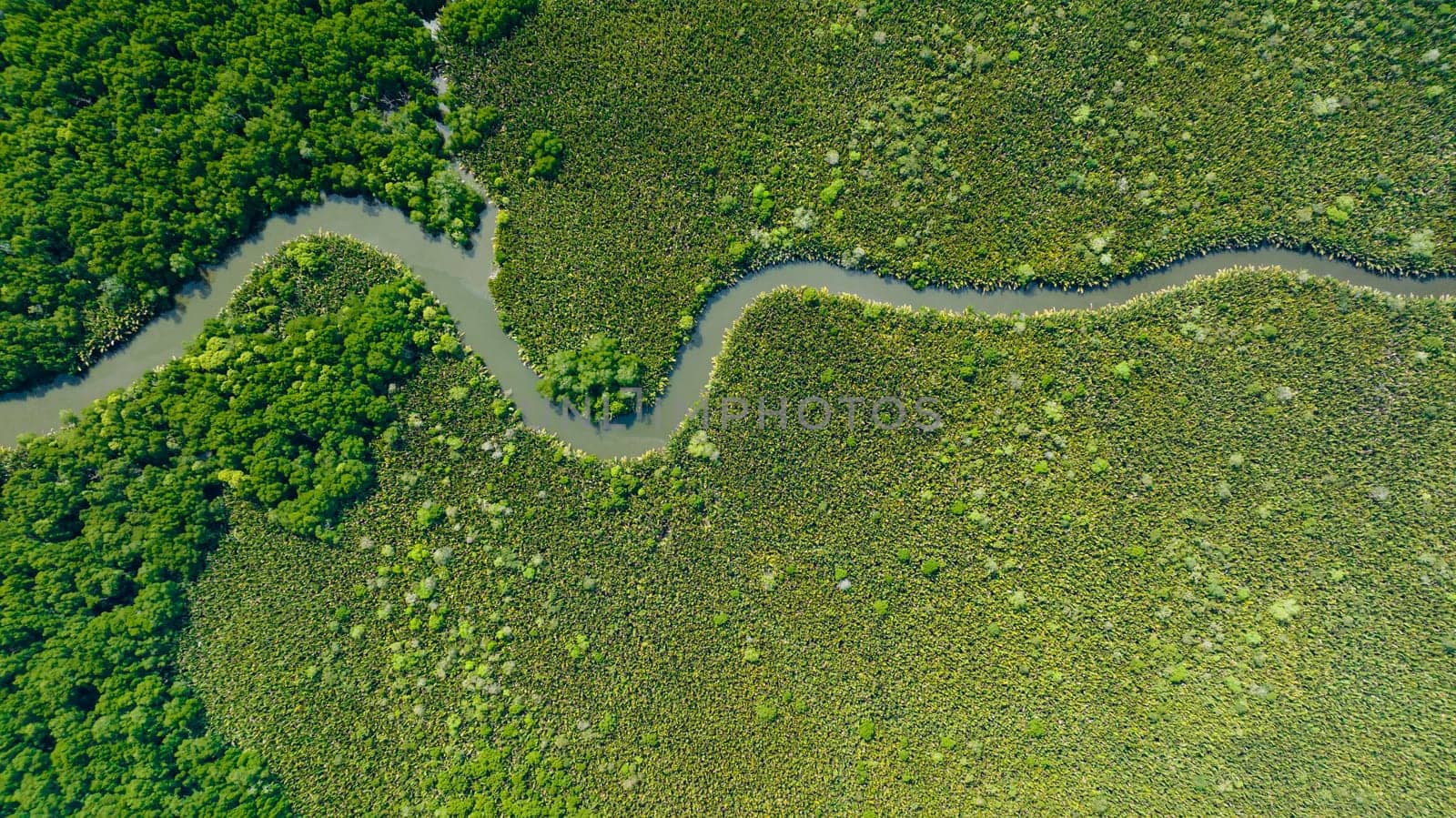 Tropical landscape with mangrove forest and river. Borneo. Malaysia.