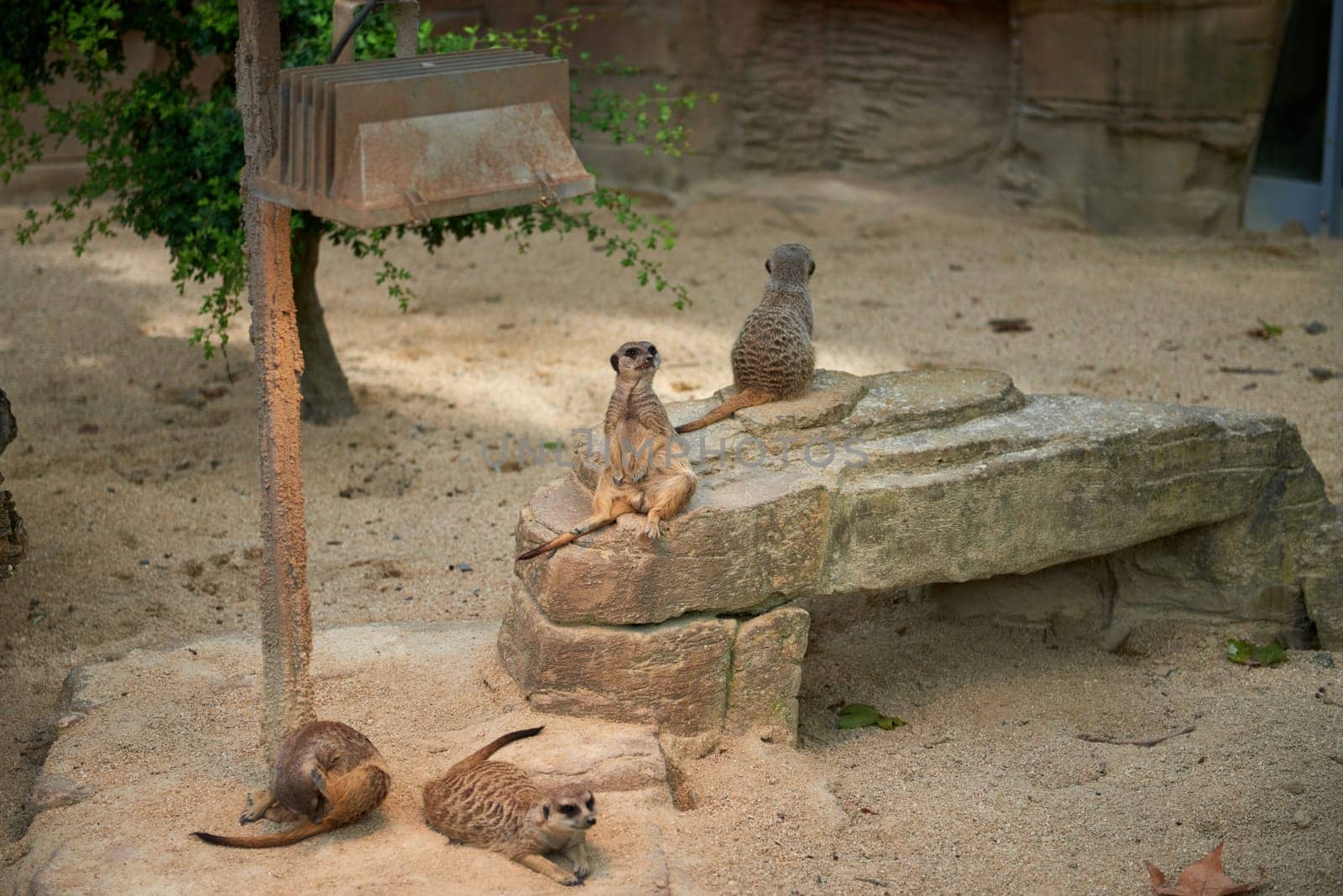 Meerkats' Oasis in the Heart of the Zoo. Enchanting Meerkats. Meerkat: Whimsical Moments in the Wilderness. Exploring the Savanna Landscape. Playful Meerkats in the African Sun. Guardians of the Desert: Meerkats Standing Tall. Adorable Meerkats in Action Safari. by Andrii_Ko