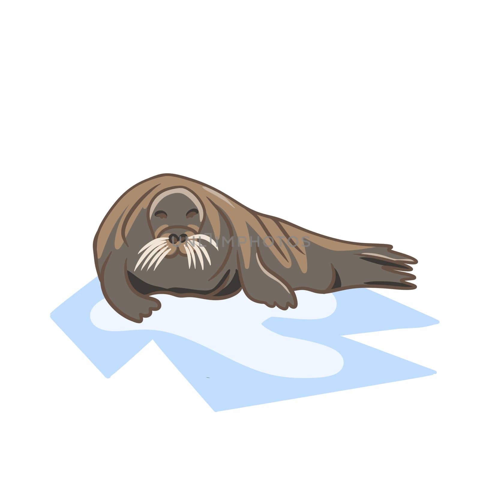 Hand drawn illustration of bearded seal on ice. Grey northern marine nautical animal zoo, arctic environment biology species, winter norway north fauna, polar mammals. by Lagmar