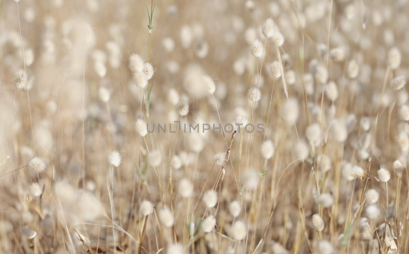 Fluffy field plants beige background, blurry. Beautiful flower headband, outdoor nature, rustic meadow