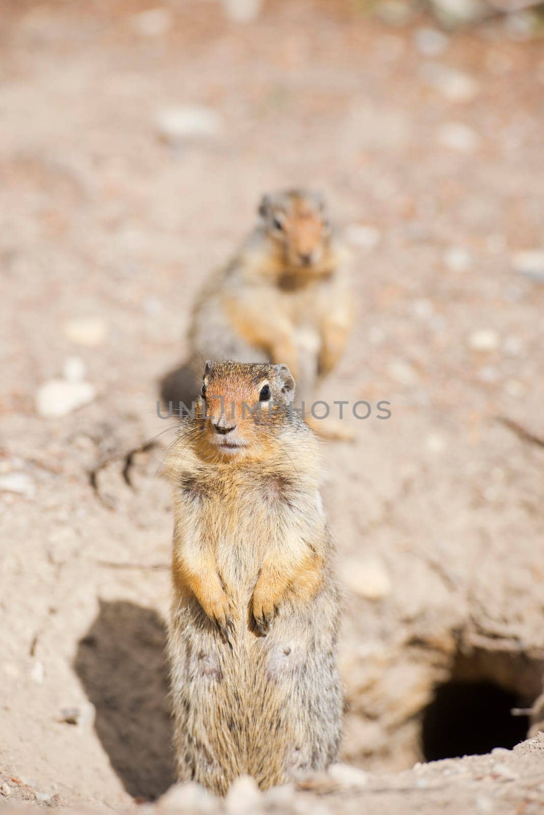 Ground squirrel portrait by AndreaIzzotti