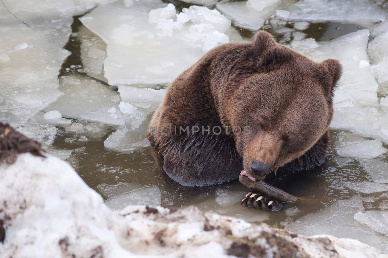 Black bear brown grizzly playing in the ice water