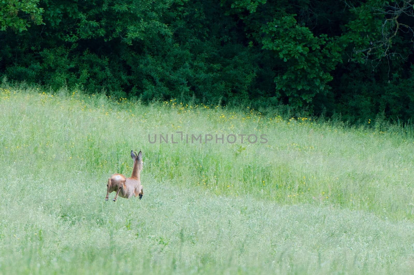 Roe Deer while jumping on the grass