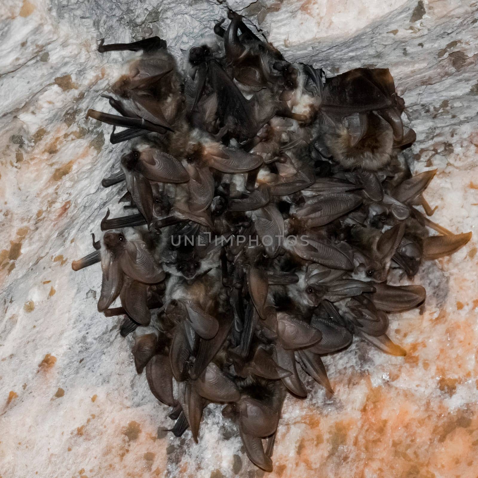 Bat group hanging from mine ceiling