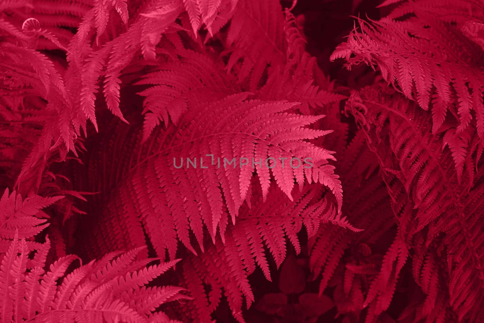 Viva Magenta beautiful view of fern plant in monochrome color. Forest Viva Magenta colored fern plants. Trendy color 2023. High quality photo