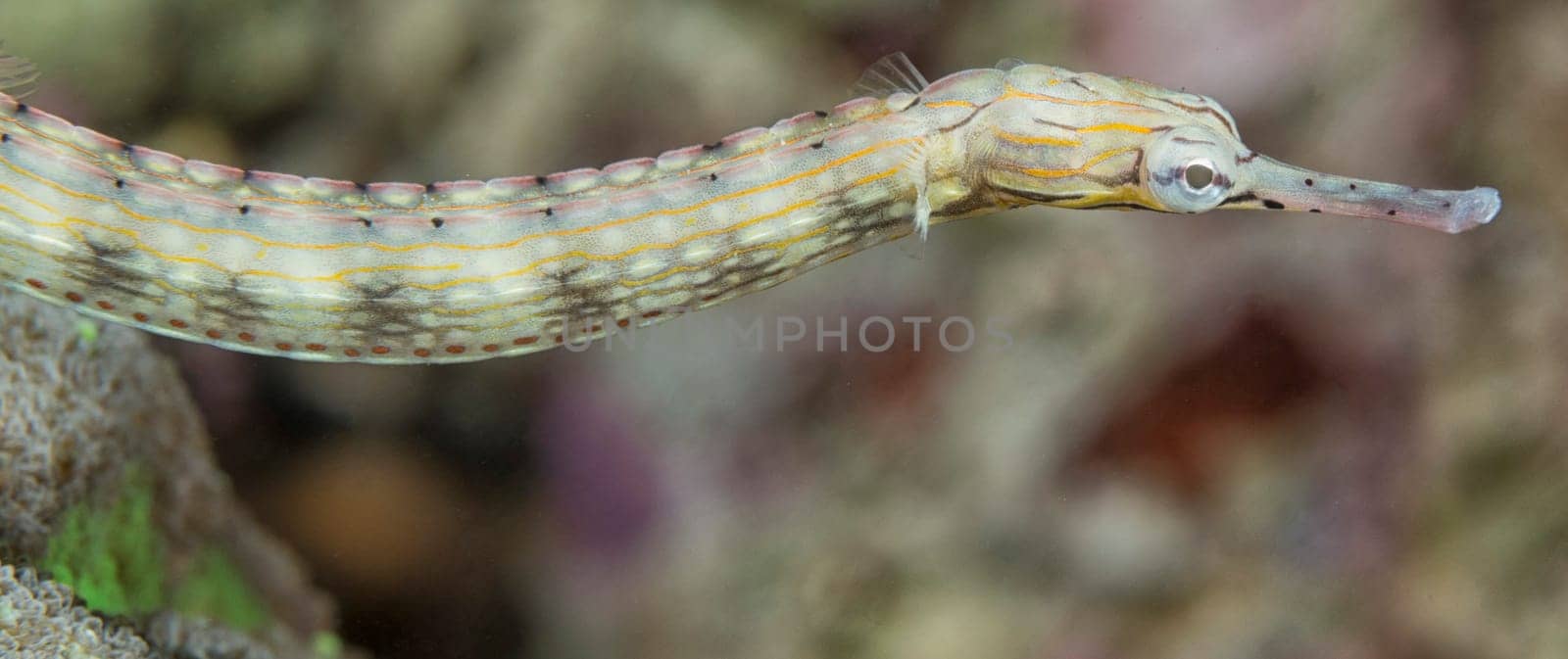 A pipe fish on a hard coral in Cebu Philippines