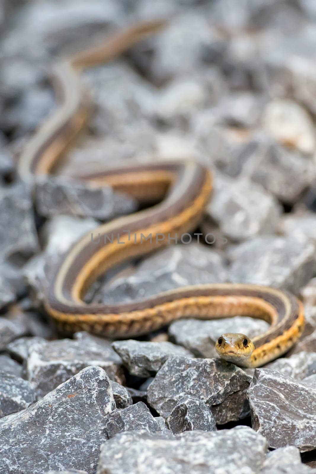 snake on the rocks looking at you