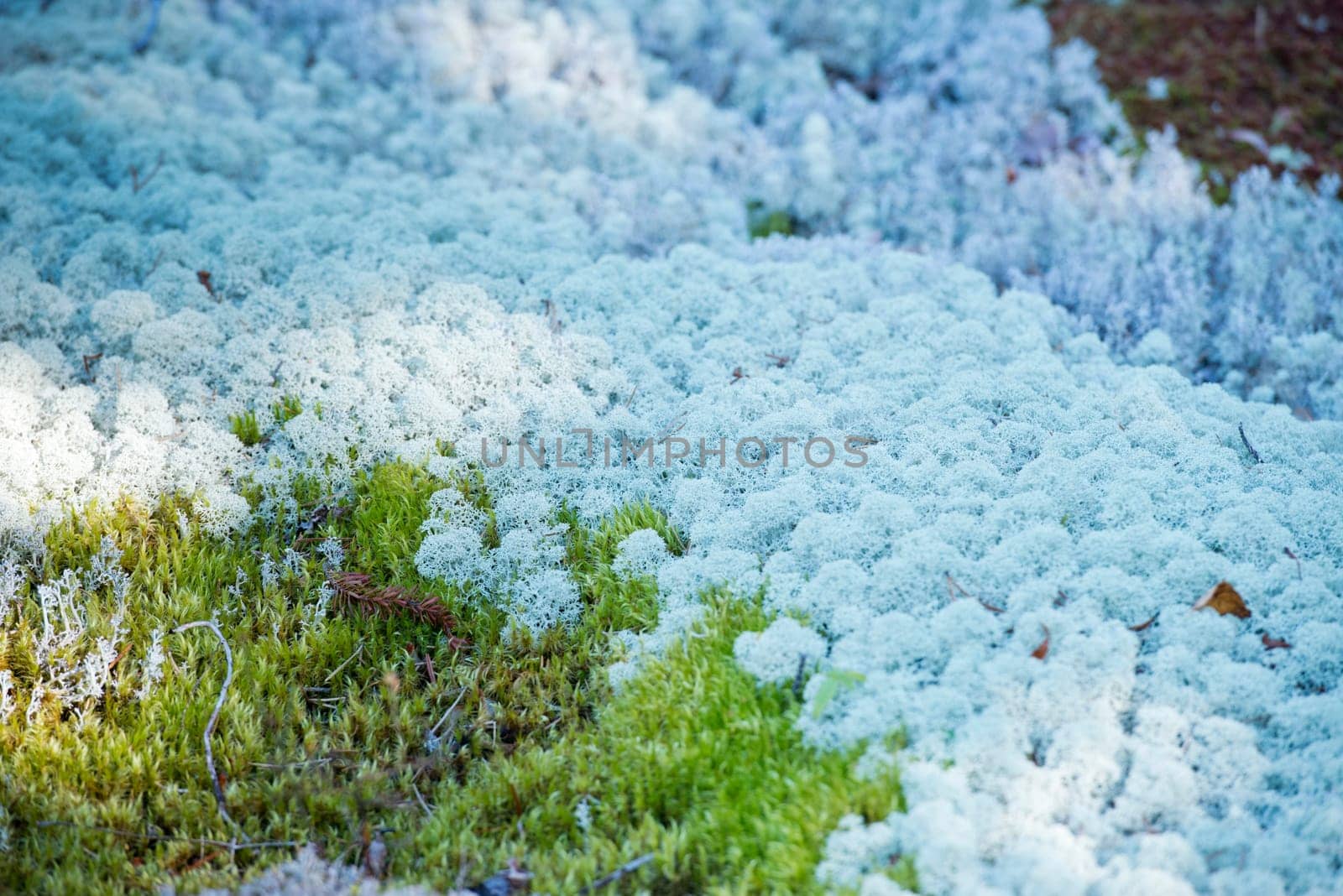 A moss-covered field detail