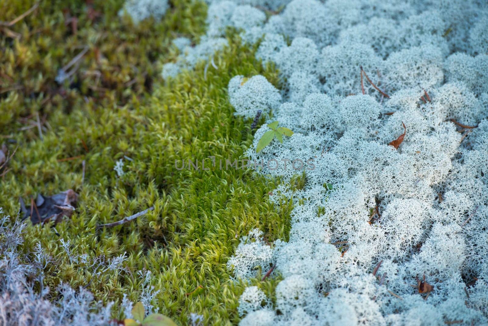 A moss-covered field detail