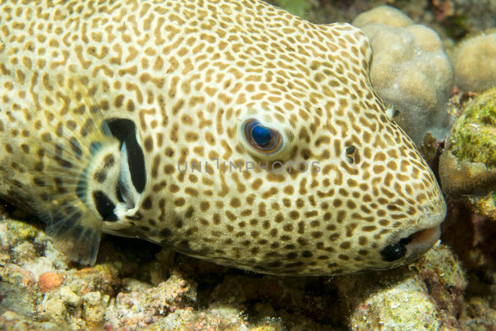 A puffer fish close up portrait in Philippines