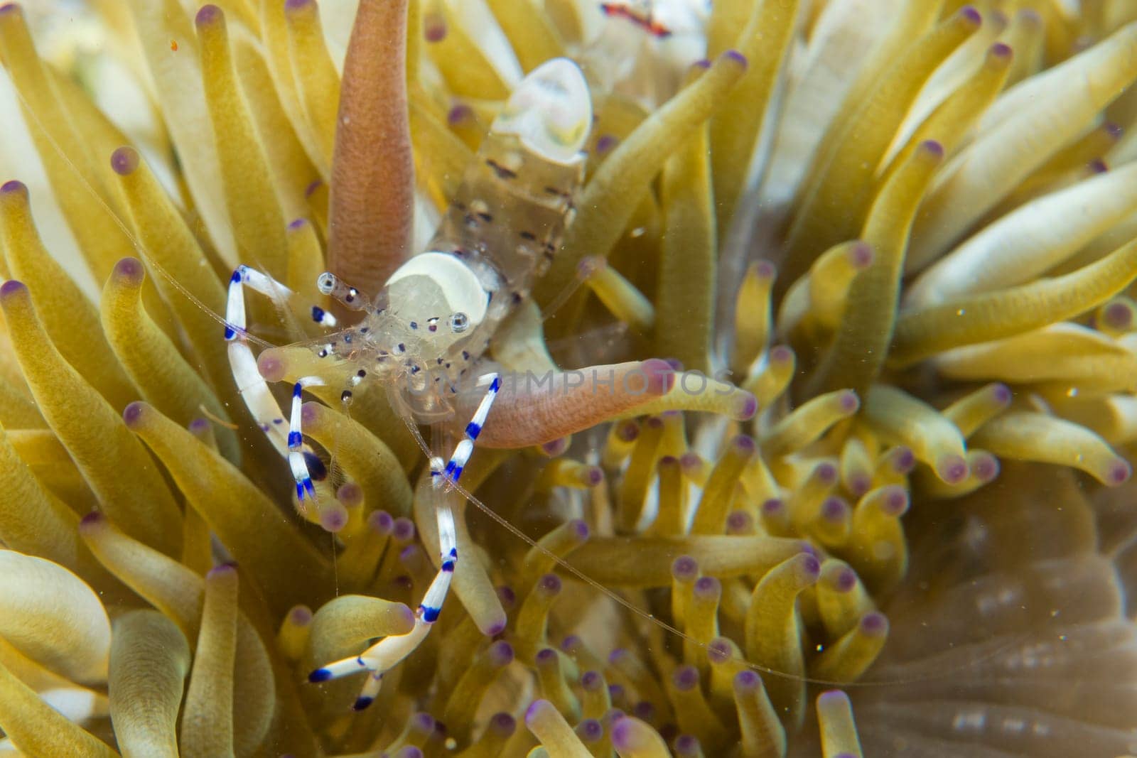 A transparent shrimp on soft coral in Cebu, Philippines