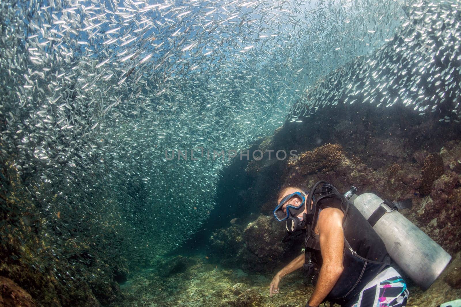Scuba while going Inside a giant sardines school of fish in the reef and blue sea