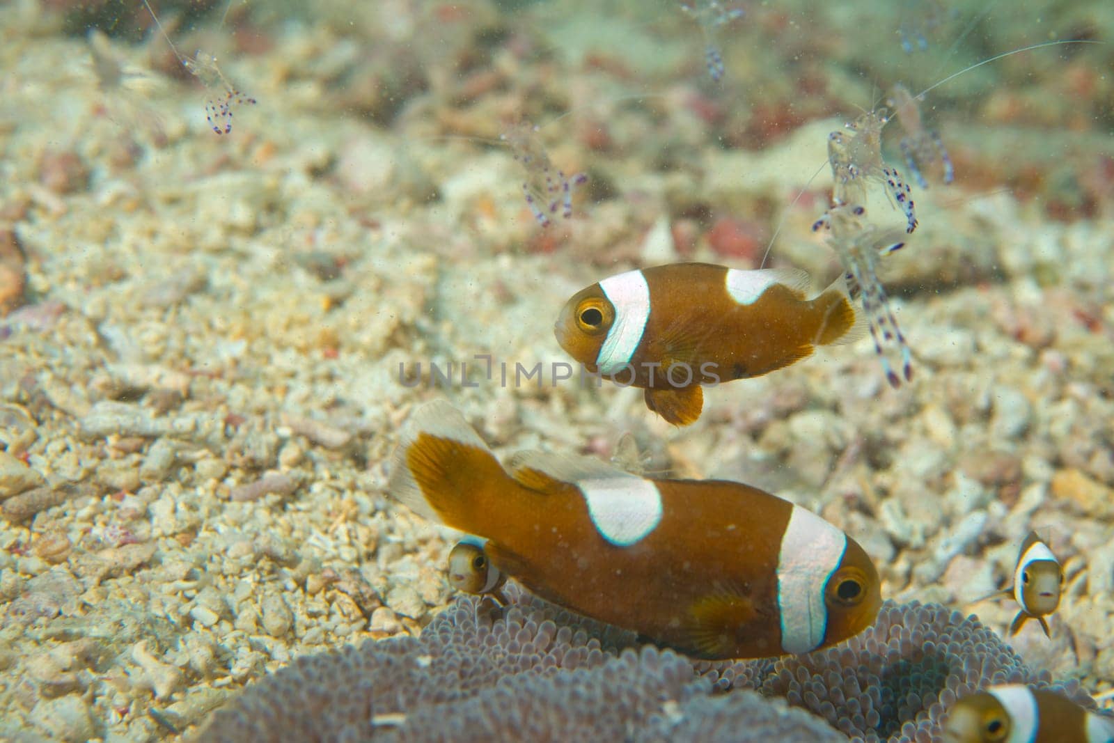 An group of clown fish looking at you in Cebu Philippines