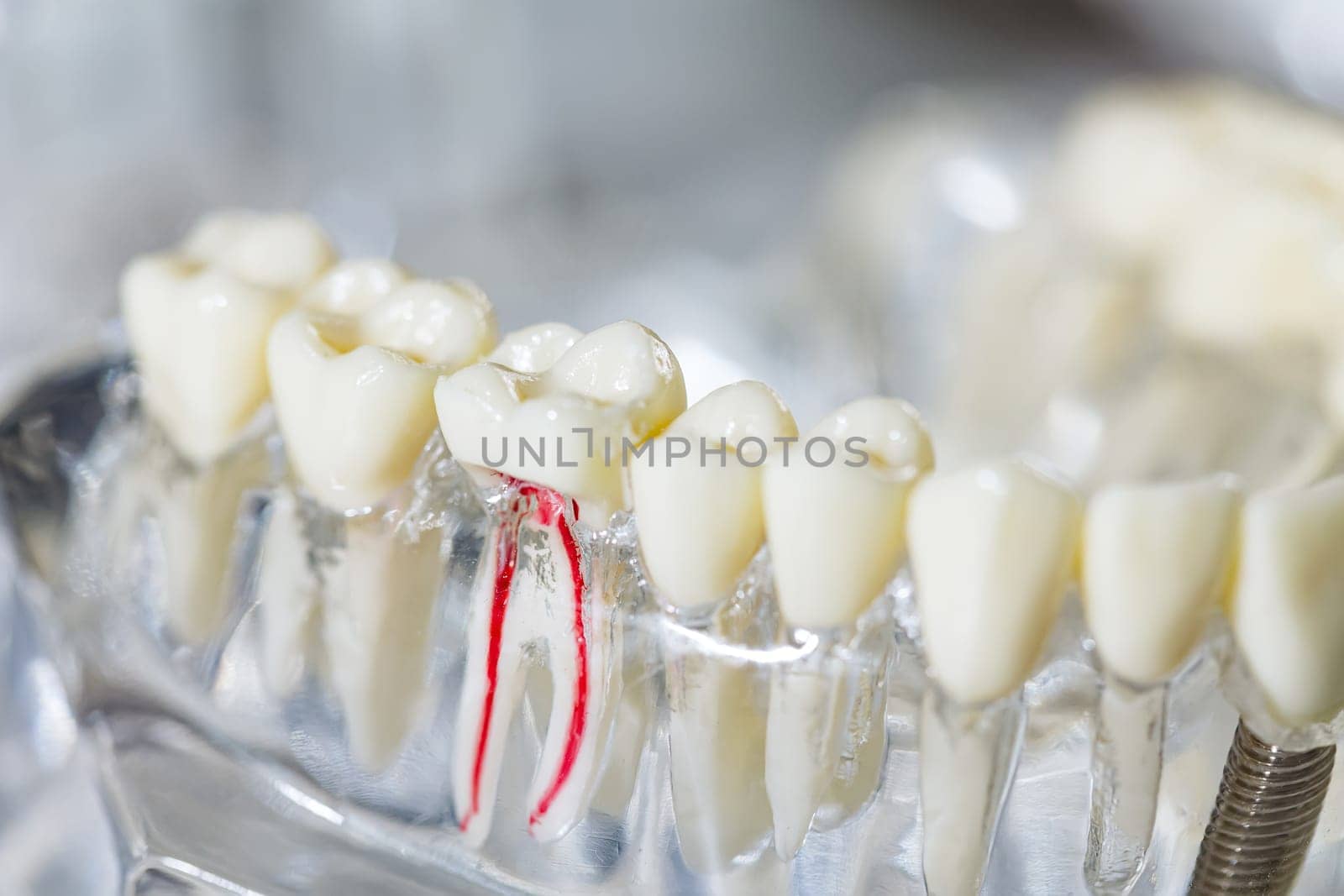 Teeth education model. Shallow dof by sarymsakov
