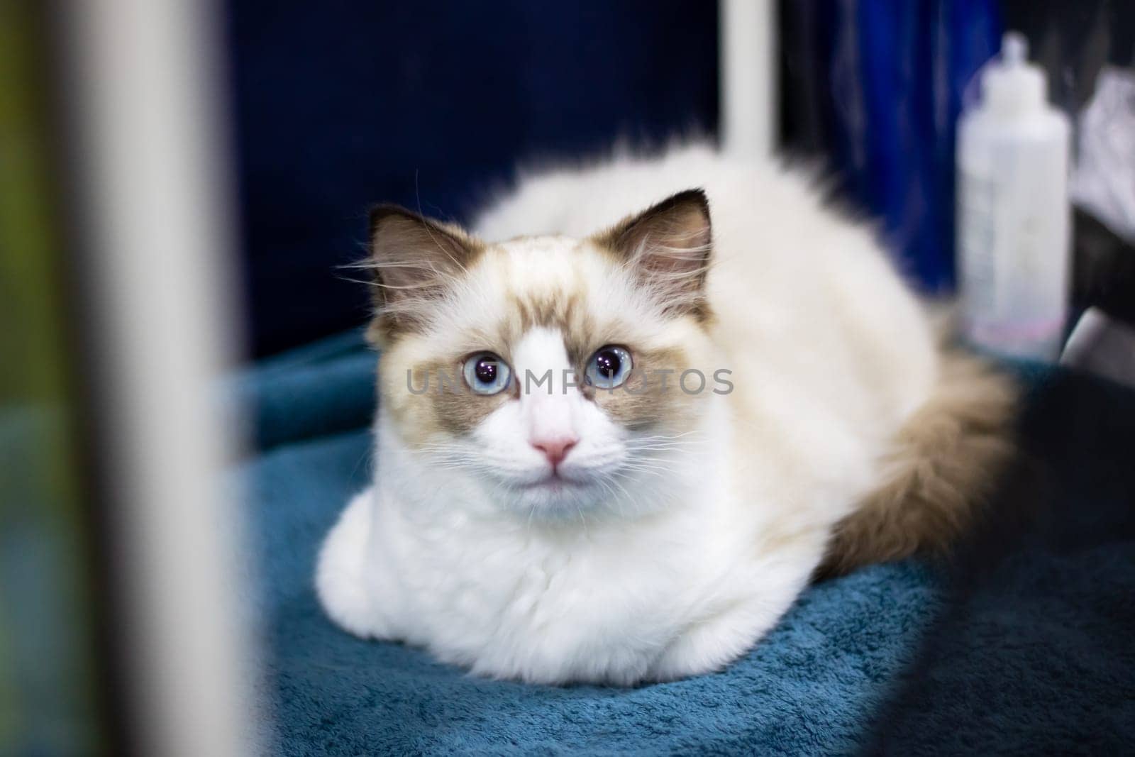 Ragdoll kitten with blue eyes closeup portrait by Vera1703