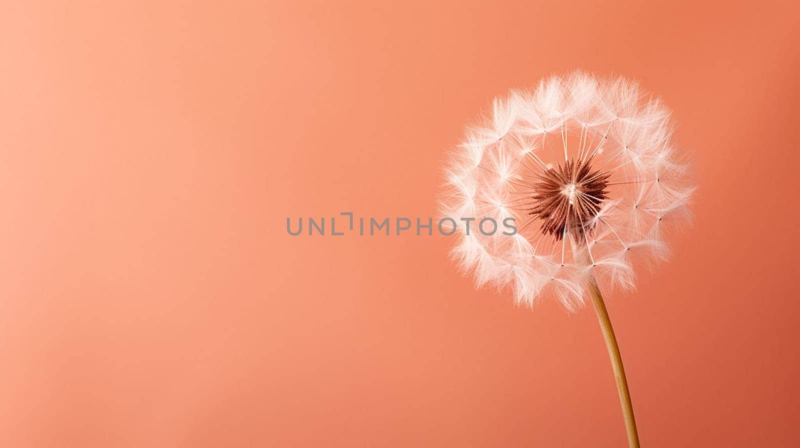 A delicate dandelion seed head stands against a soft peach-colored background, its intricate seeds radiating from the center, symbolic of nature's fragility and beauty. High quality photo