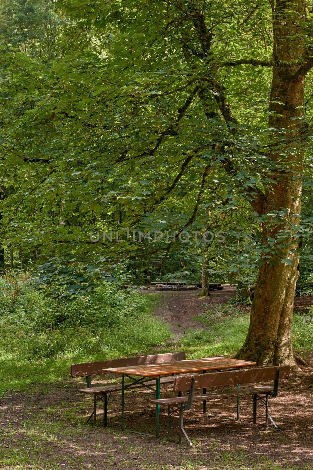 Picnic table on a green meadow with trees on background. Picnic area with picnic table on a green meadow. scenic view of wooden picnic tables amidst trees. Tranquil scene of picnic area.