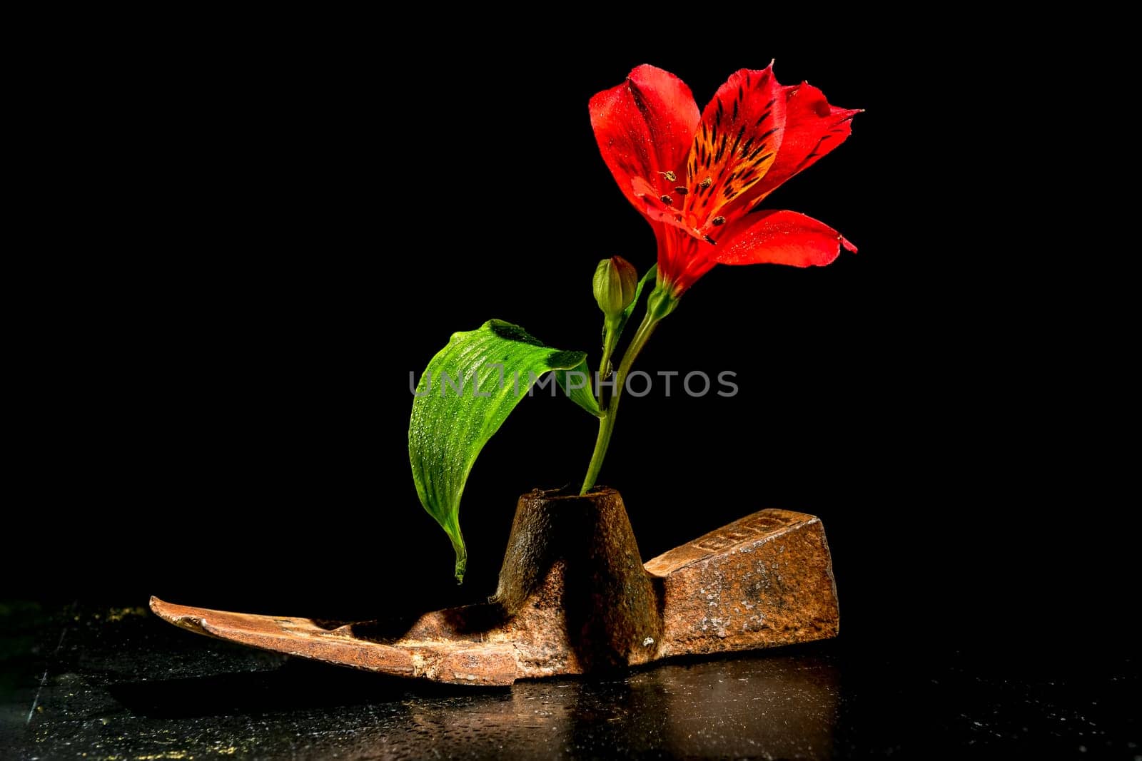 Creative still life with old rusty metal tool and red Alstroemeria flower on a black background
