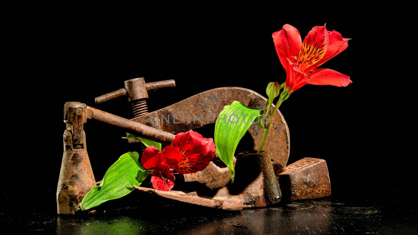 Creative still life with old rusty metal tool and red Alstroemeria flower on a black background