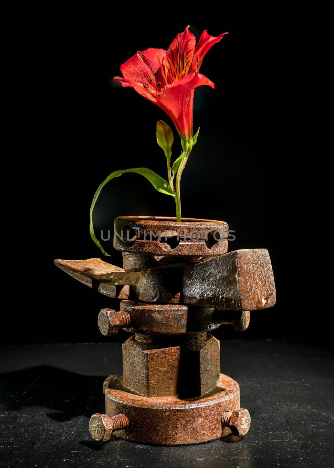 Creative still life with old rusty metal tool and red Alstroemeria flower on a black background