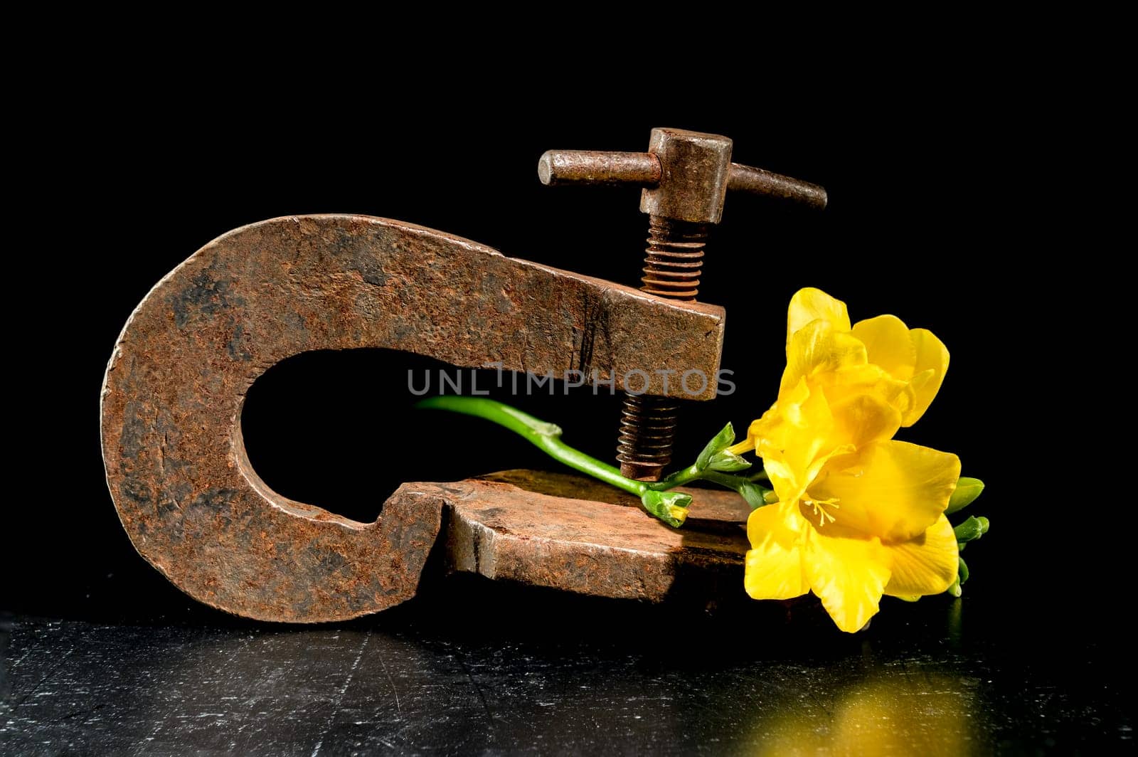 Creative still life with old rusty metal clamp and yellow freesia flower on a black background