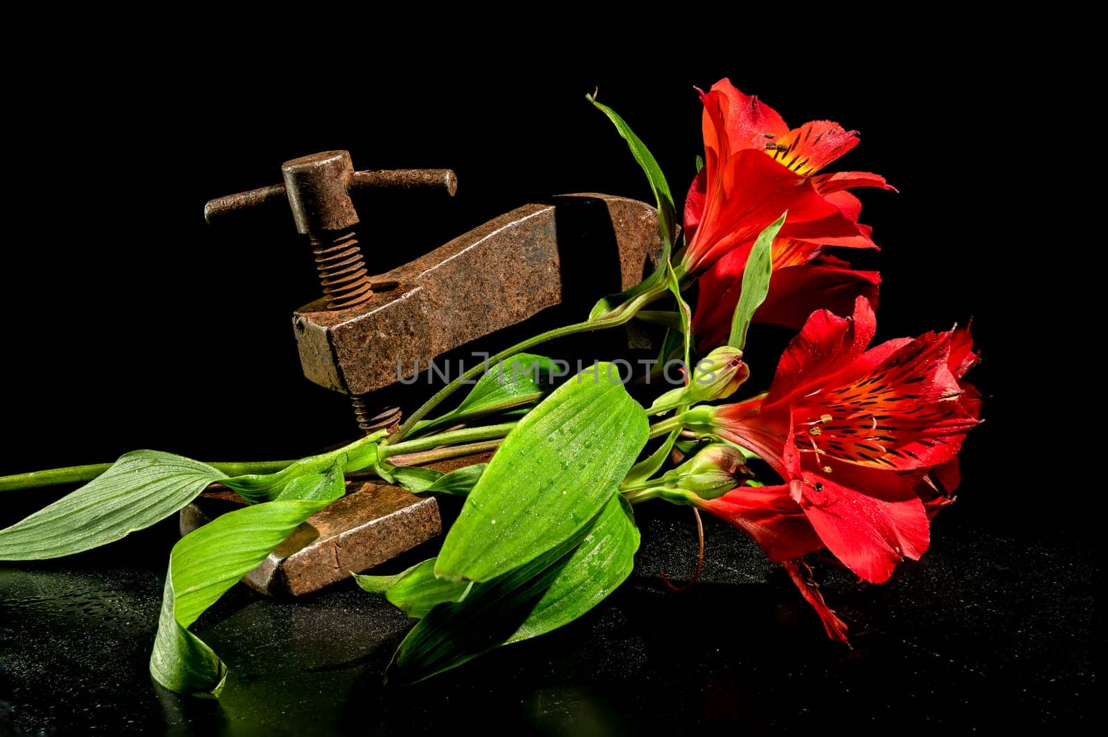Creative still life with old rusty metal clamp and red Alstroemeria flower on a black background
