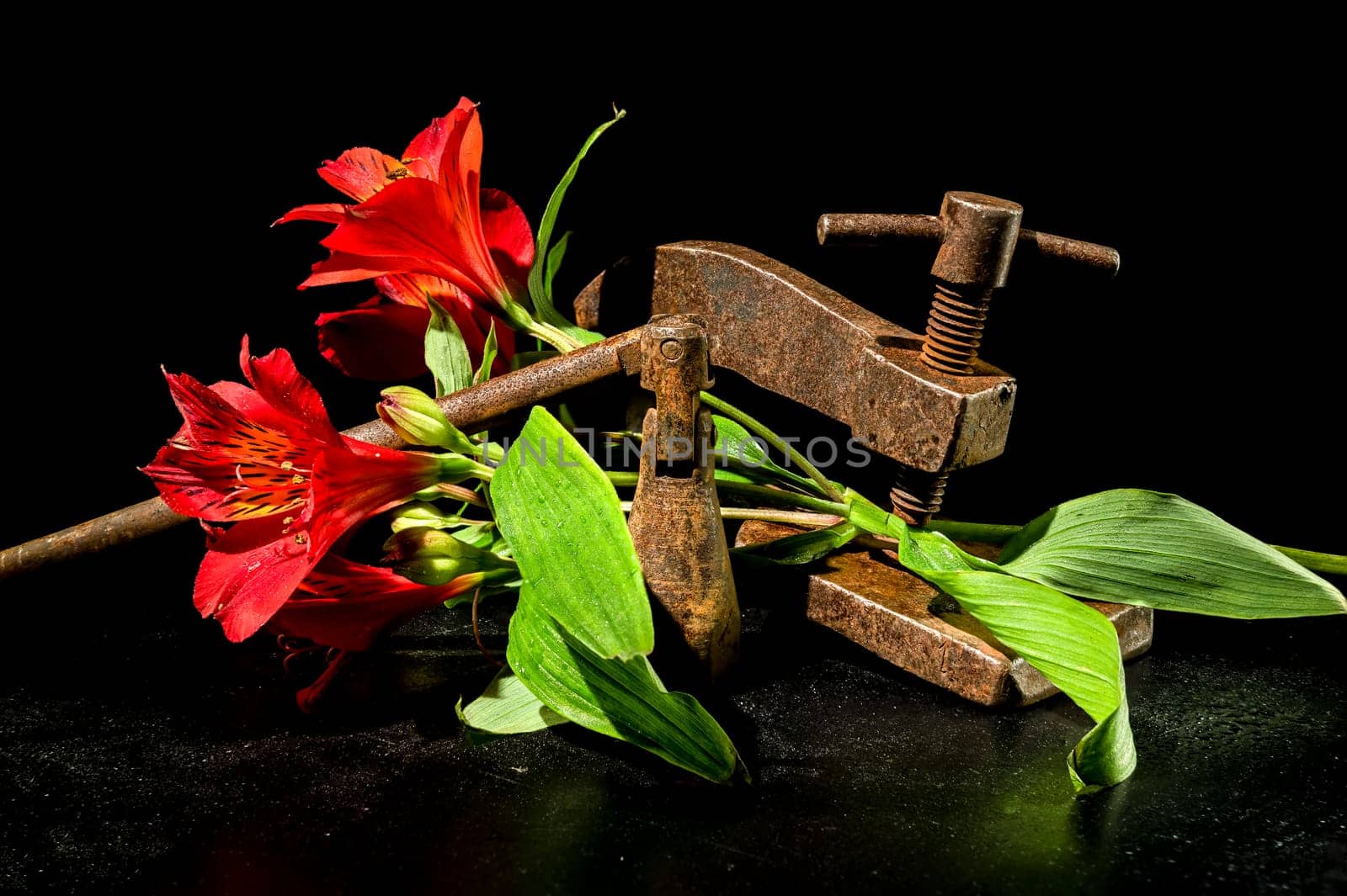 Creative still life with old rusty metal clamp and red Alstroemeria flower on a black background