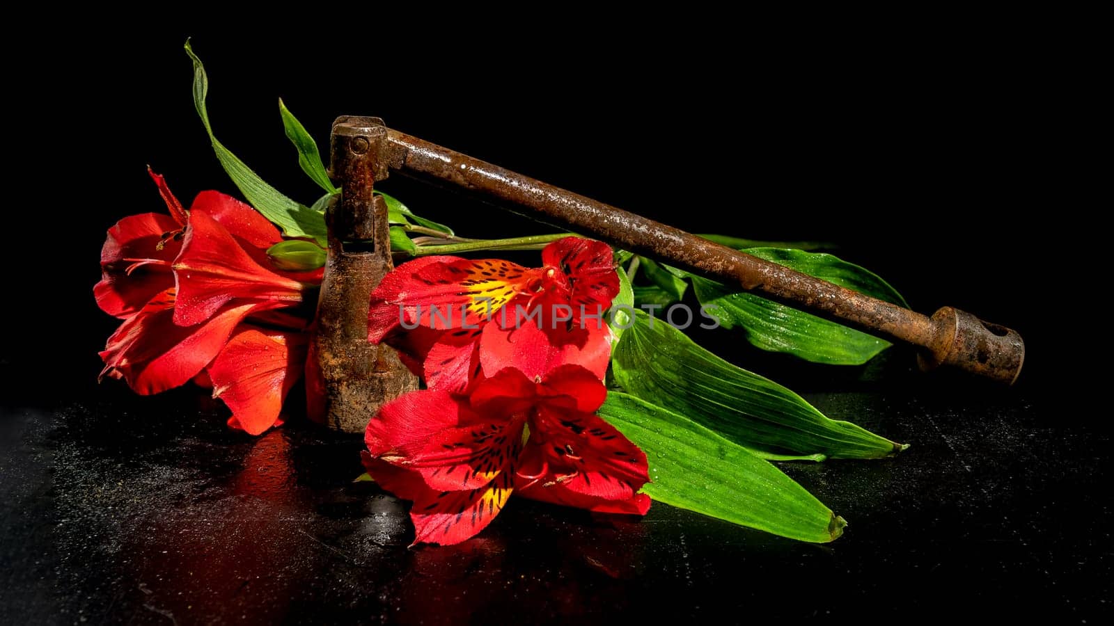 Creative still life with old rusty metal tool and red Alstroemeria flower on a black background