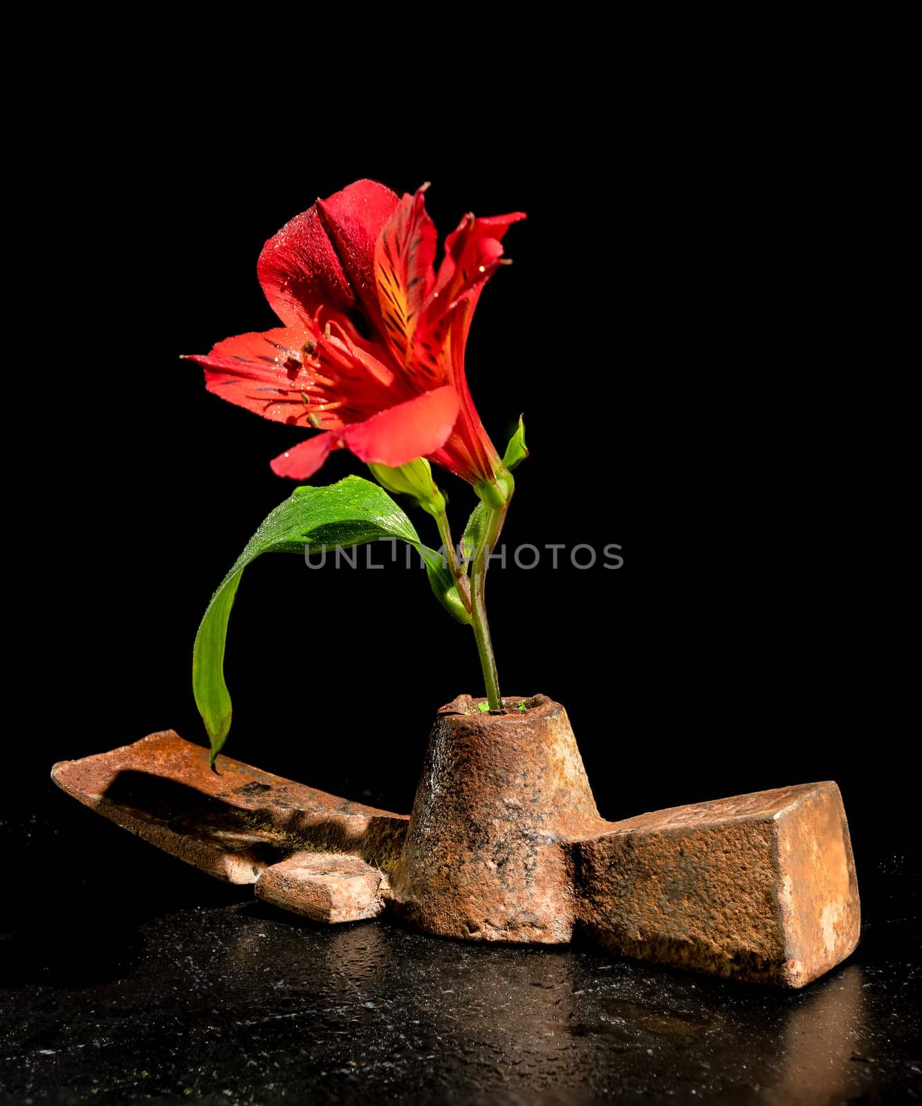 Creative still life with old rusty metal tool and red Alstroemeria flower on a black background