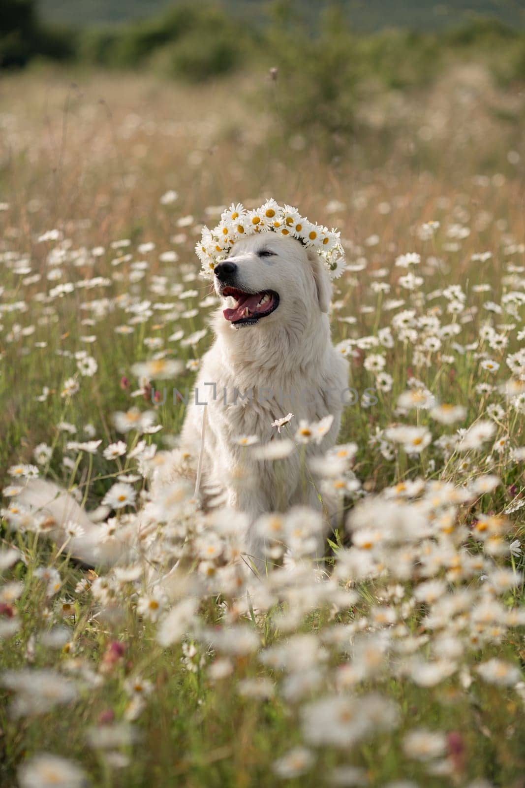 Daisies white dog Maremma Sheepdog in a wreath of daisies sits on a green lawn with wild flowers daisies, walks a pet. Cute photo with a dog in a wreath of daisies