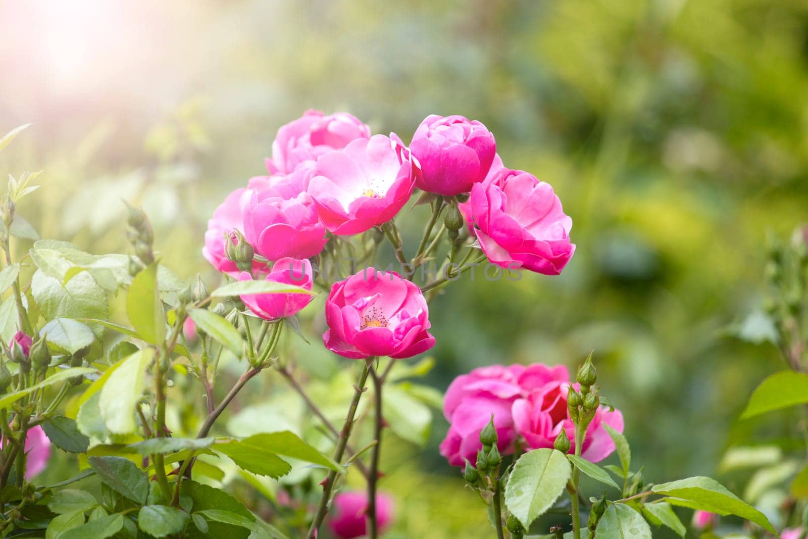 pink flowers among spring greenery, beauty, aroma