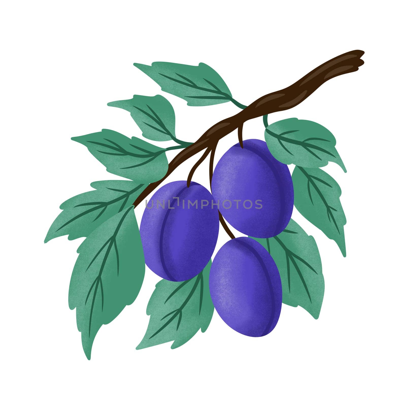 Hand drawn illustration of blue fruit plums on branch with green leaves. Fresh nature vegan vegetarian food, sweet summer purple harvest, farm ecological packaging