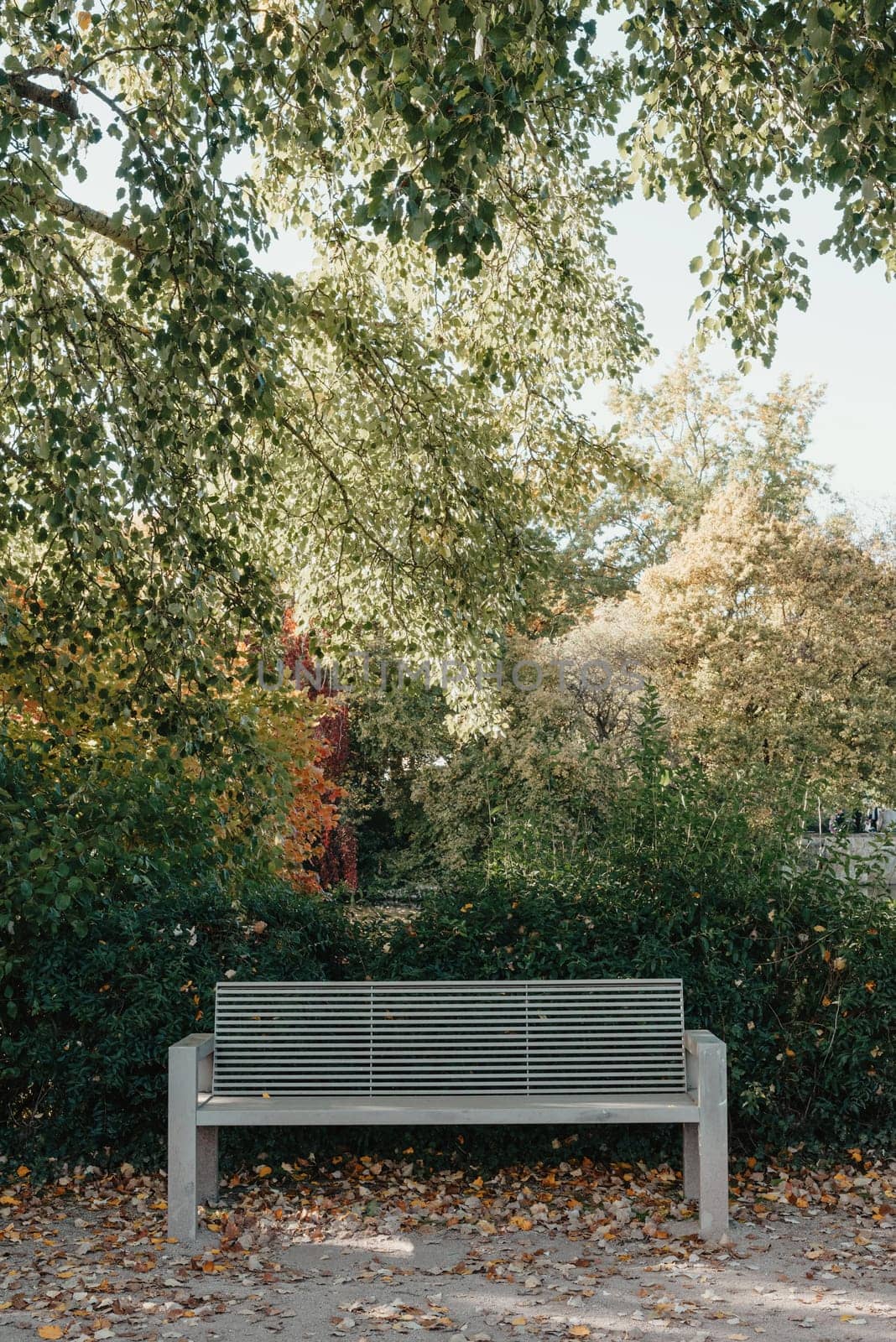 white park bench with stone wall and green leaves of the ivy in quiet environment. Old grey rustic wooden Bench in ivy leaves, a dark background from large leaves with sun lights and shadows. Bench in the park. Vertical