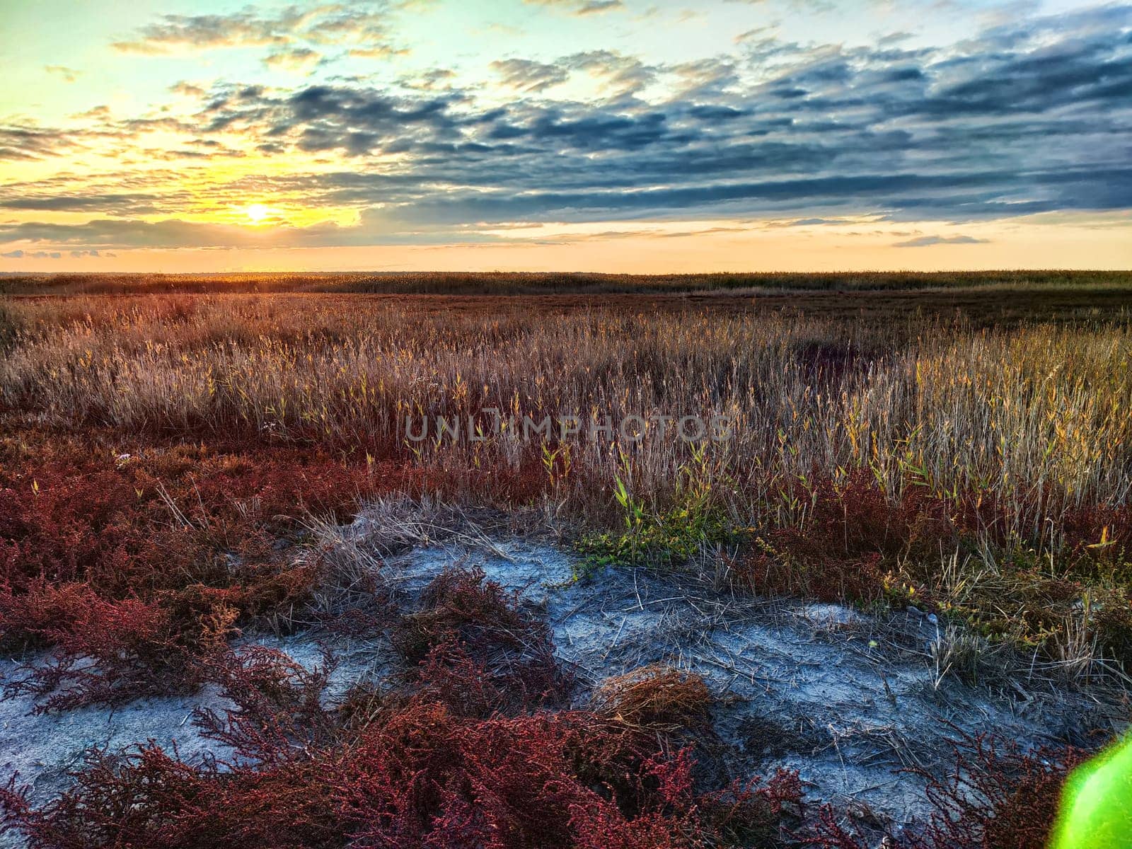 Bright red small flowers or flowering bushes in the steppe with salt protrusions and a sunset with dramatic cloud on the background. Beautiful natural landscape on the salt lake