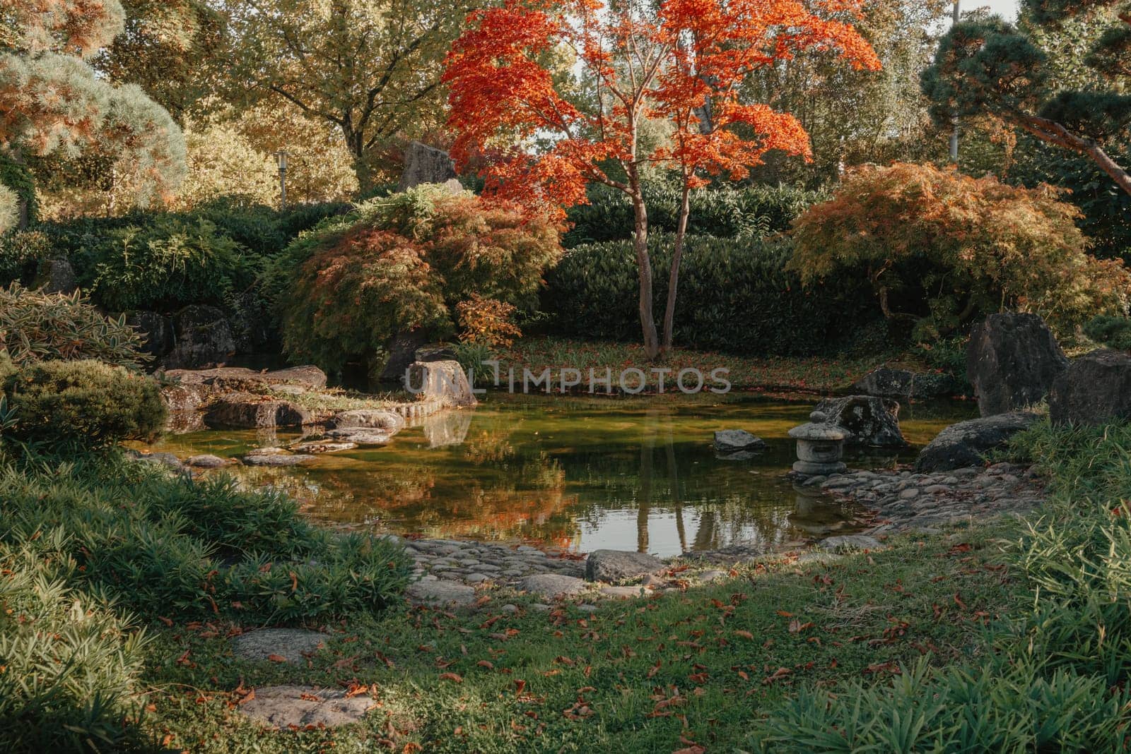 Beautiful Japanese Garden and red trees at autumn seson. A burst of fall color with pond reflections. by Andrii_Ko