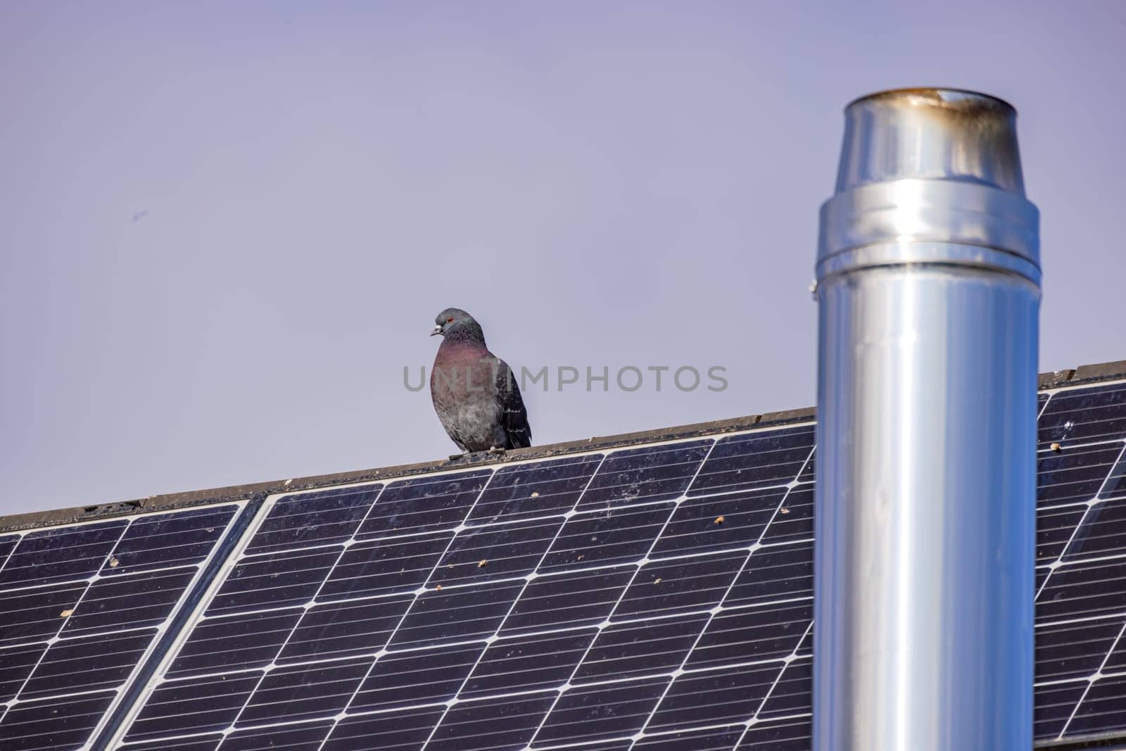 A pigeon on a roof with solar panels soiled by droppings and a chimney by astrosoft