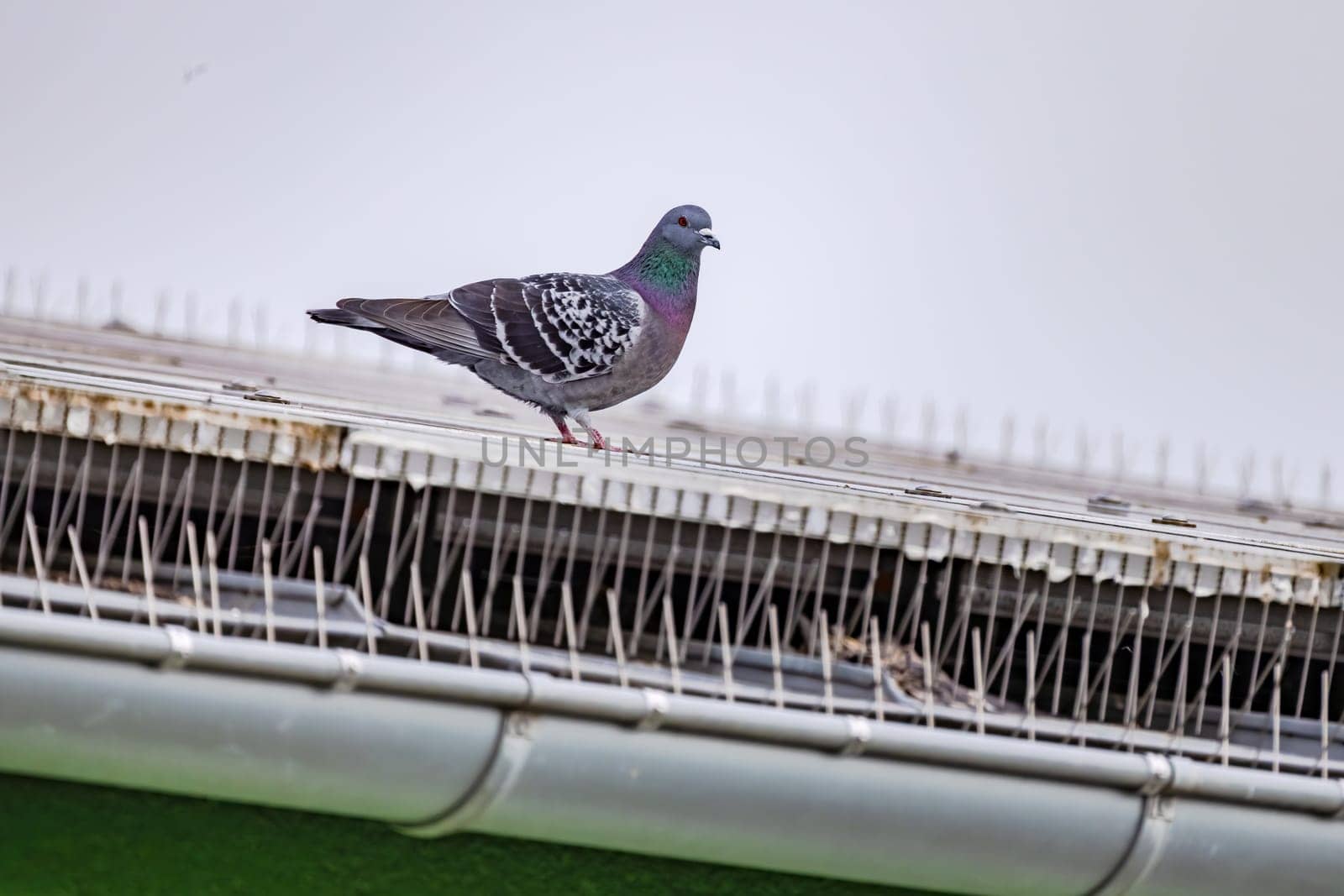 Pigeon on a roof with solar panels with pigeon spikes to repel pigeons, Darmstadt, Germany