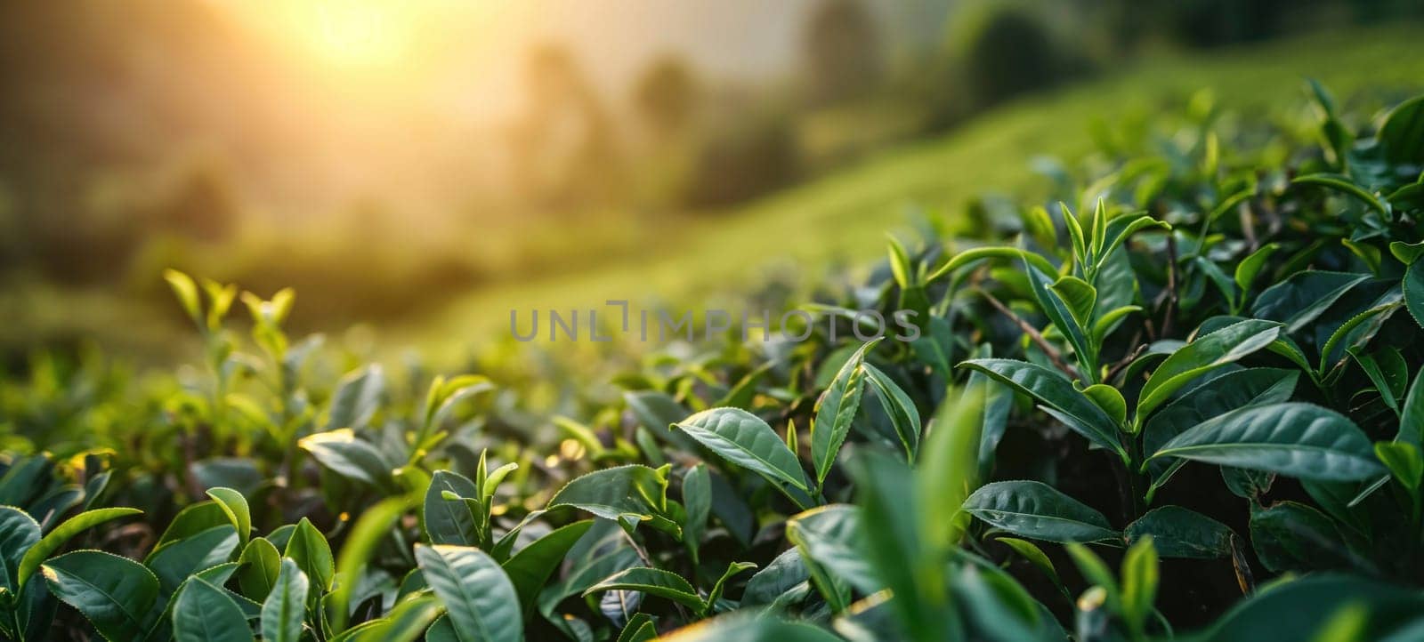 Close-up of vibrant green tea leaves in a sunlit plantation with misty mountains in the background, symbolizing freshness.