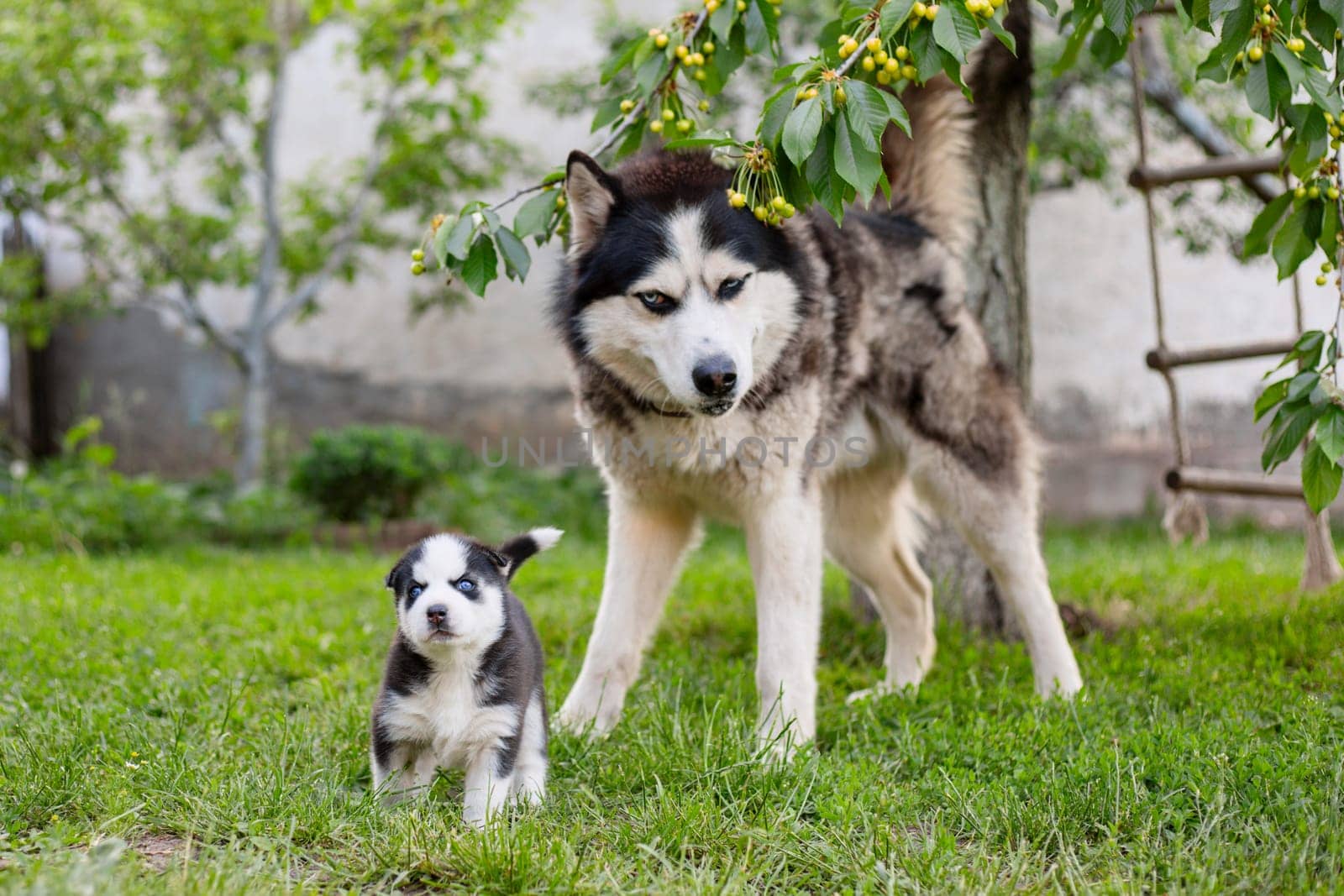 Alaskan Malamute and Puppy in Garden.
