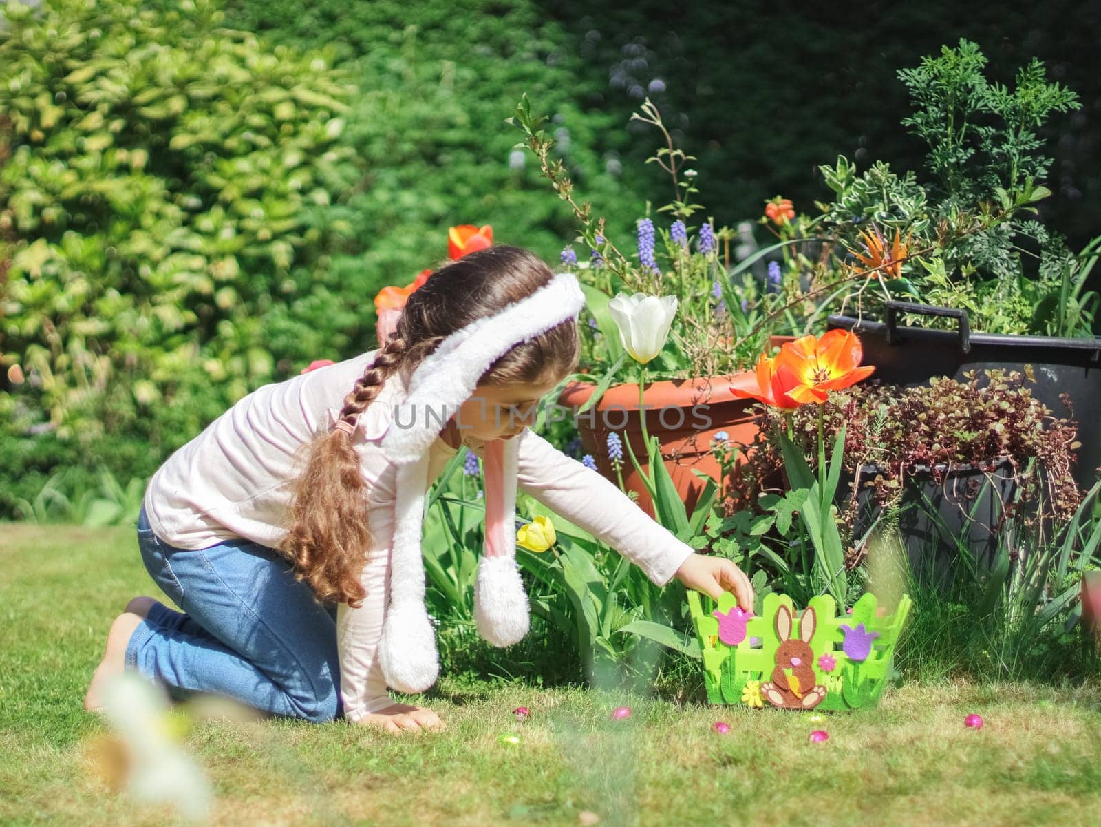 Caucasian little girl in jeans, a t-shirt with sleeves, a headband with bunny ears and a long braided braid collects scattered Easter chocolate eggs on all fours, putting them in a felt basket on the lawn in the courtyard of the house, side view close-up.