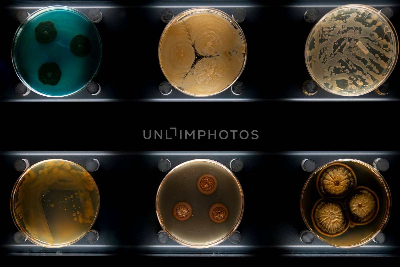 Different types of bacteria, mold and fungi in petri dishes by Godi