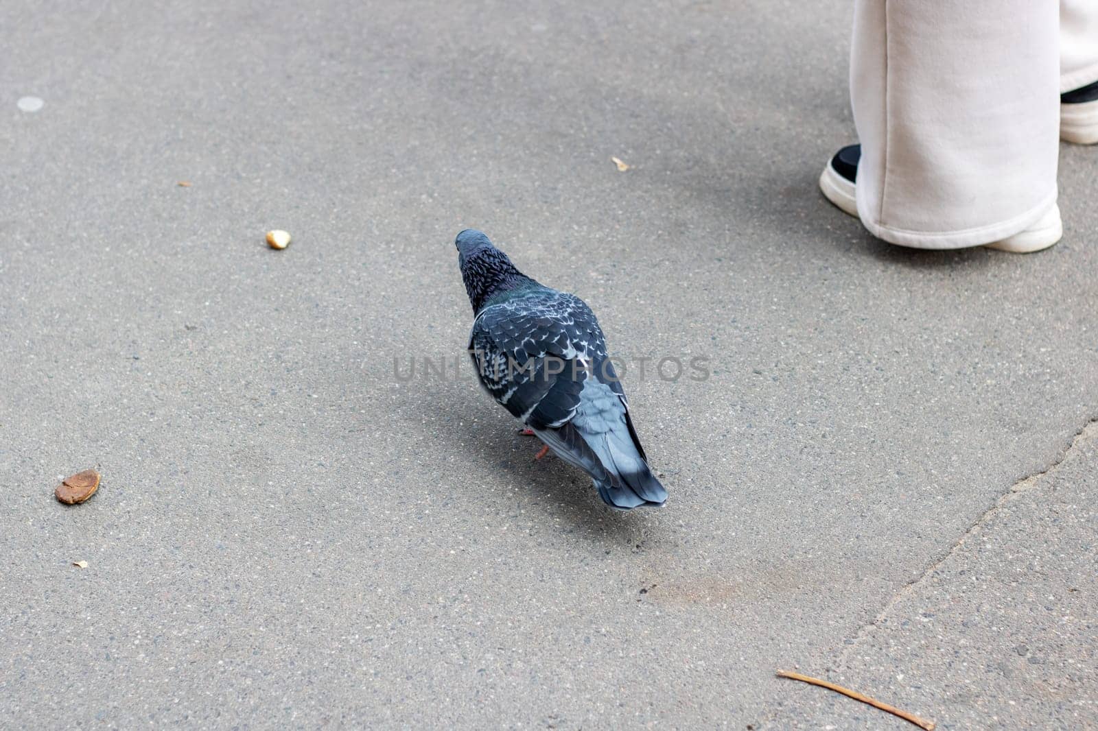A pigeon on the asphalt and the legs of a man