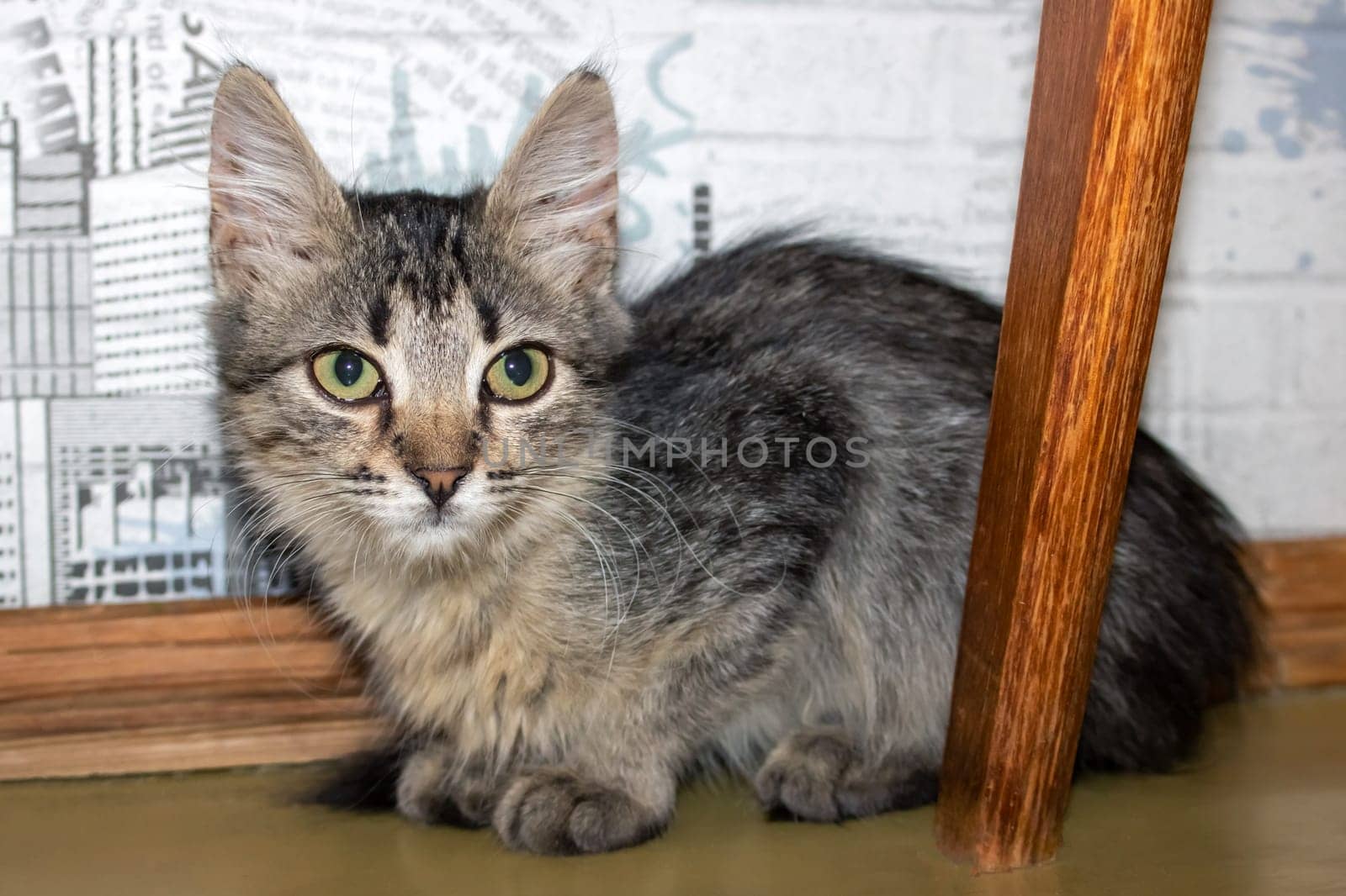 One small tabby gray kitten, close up portrait