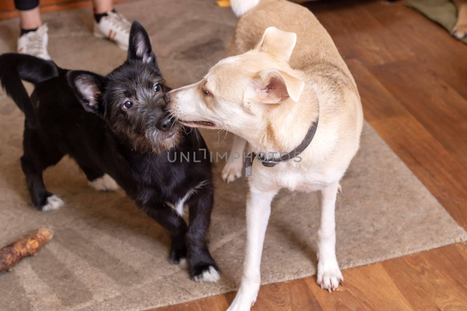 Two dogs playing at home close up by Vera1703