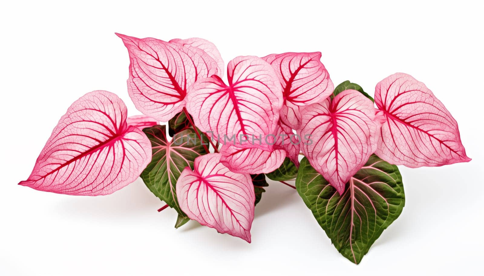 Caladiums patterned leaves on white background. High quality photo