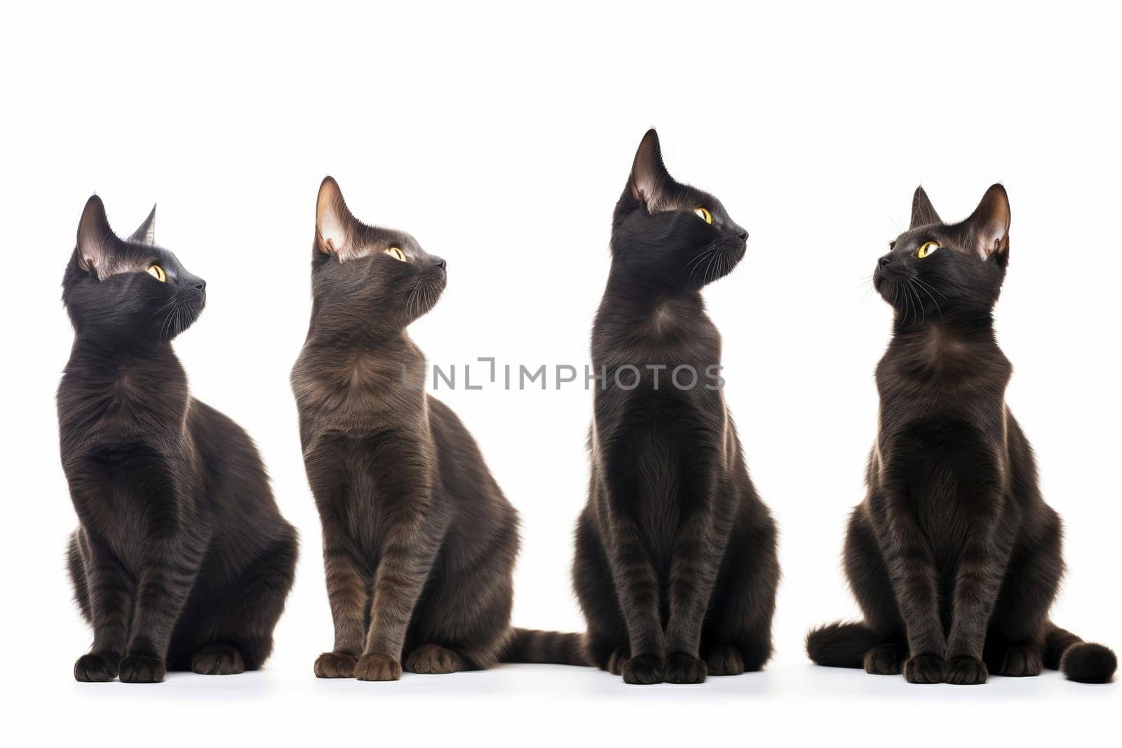 Four black cats in a row looking up, isolated on white